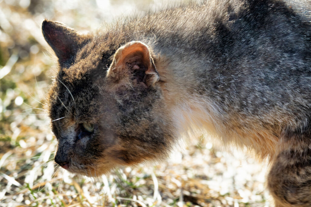 There are over 50,000 feral cats in Prince William County as officials just bolstered their spay-neuter program