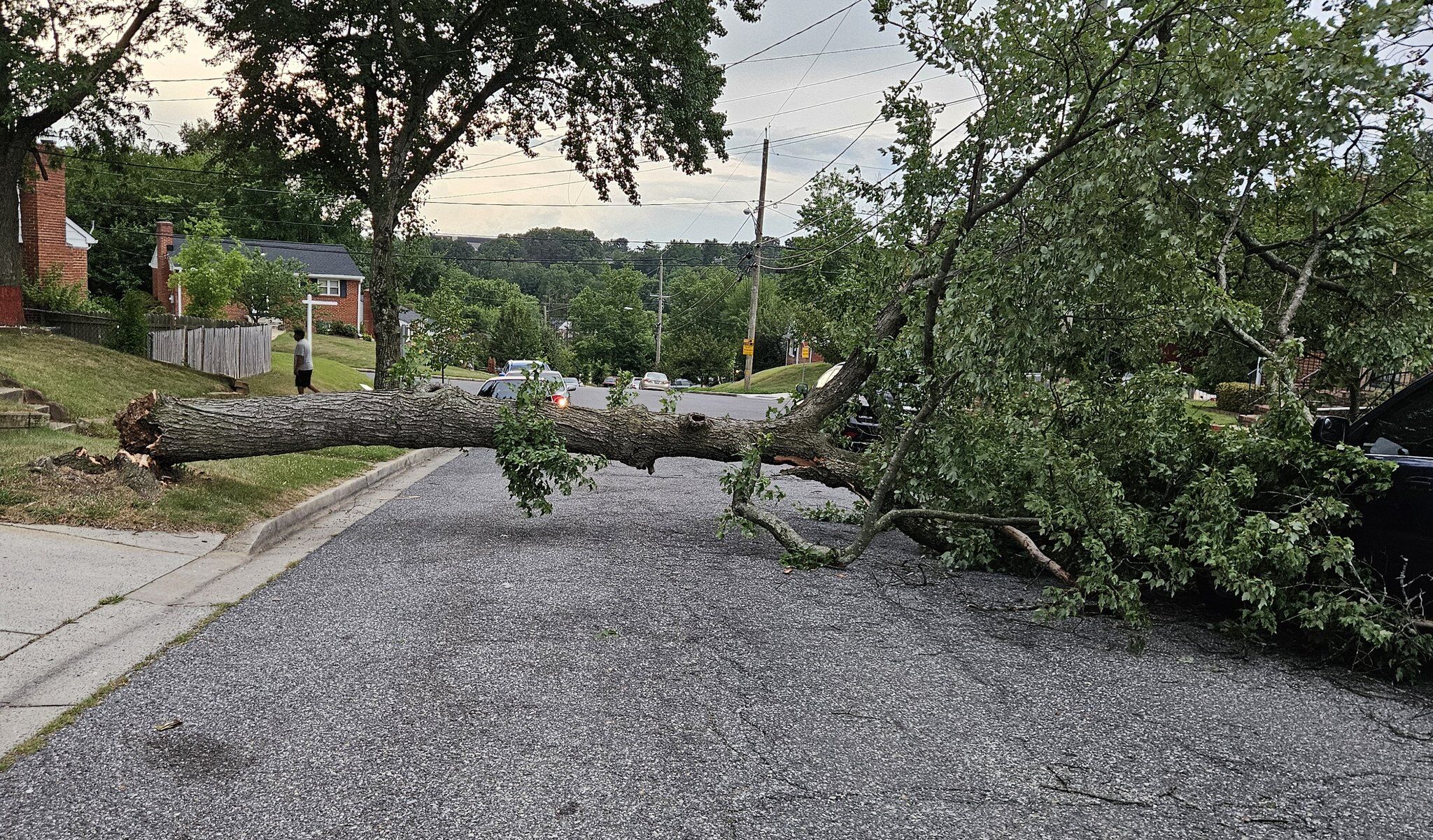 Downed tree in Prince George's County
