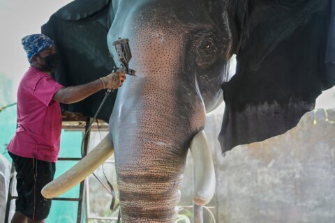 Robotic elephants are replacing live ones at Kerala temple festivals, in photos
