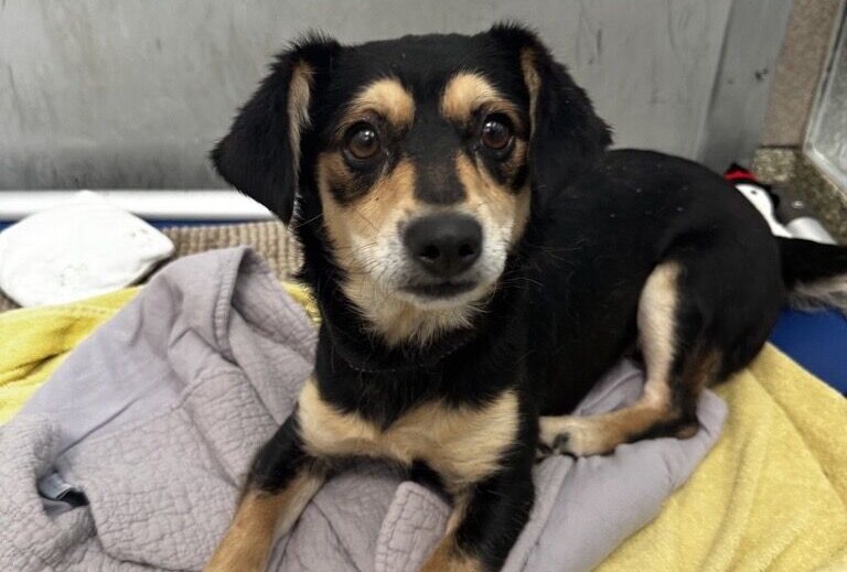 Meet Janica, a gentle young pup with a heart full of hope