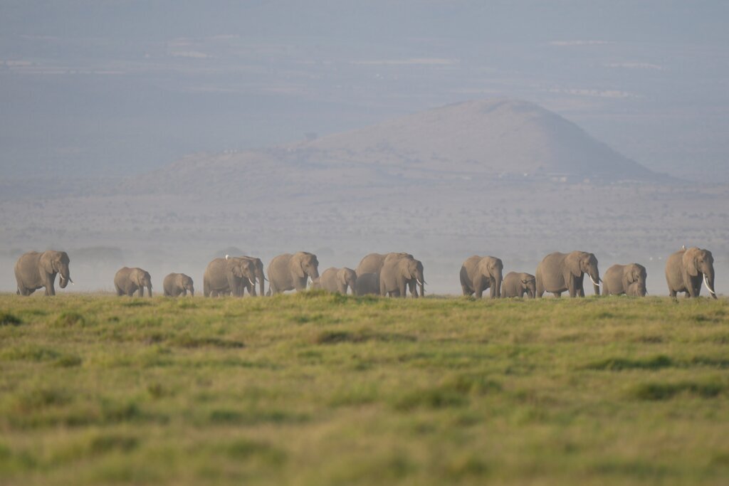 Kenya says 15 elephants died of cyanide poisoning after eating tomatoes from nearby farms