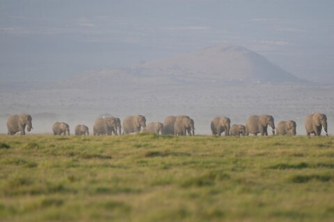 The deaths of 15 elephants in Kenya’s Amboseli National Park spark investigation