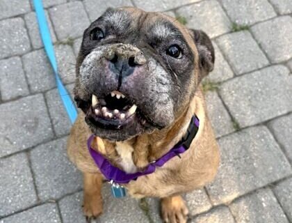 Meet Koko Bean, a sweet survivor ready for her fresh start
