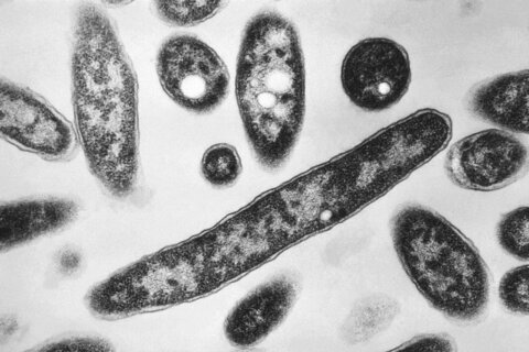 New diagnoses slow in NYC Legionnaires’ disease outbreak; source still unclear