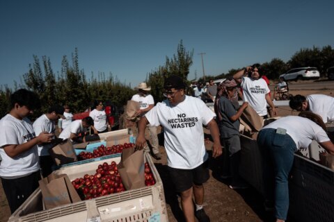 California farmer and food marketer spar over who can sell white nectarines
