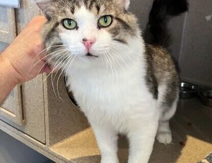 Meet Ottawa, a good-looking cat and a delight to be around
