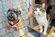 Meet the pets of the week, Koko Bean and Ottawa.