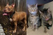 Dog and cats