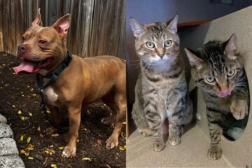 Dog and cats