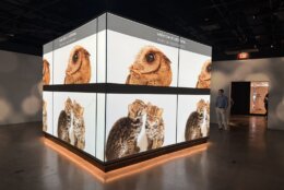 cubic screen showing birds in dark museum room