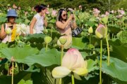 Kenilworth Aquatic Gardens offers a blooming escape in the heart of DC