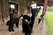 Alpaca in a farm