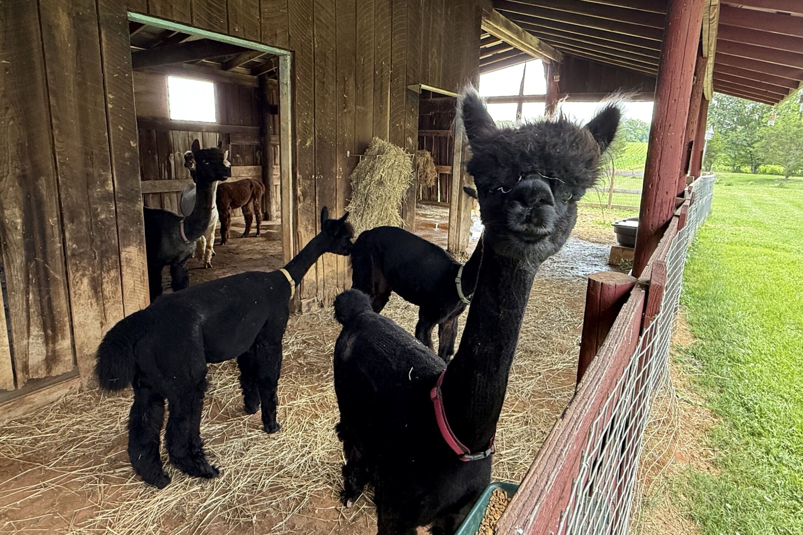 See ‘how farming is done’ during self