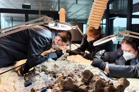 2,000 volunteers join a painstaking effort to restore massive skeleton of prehistoric predator