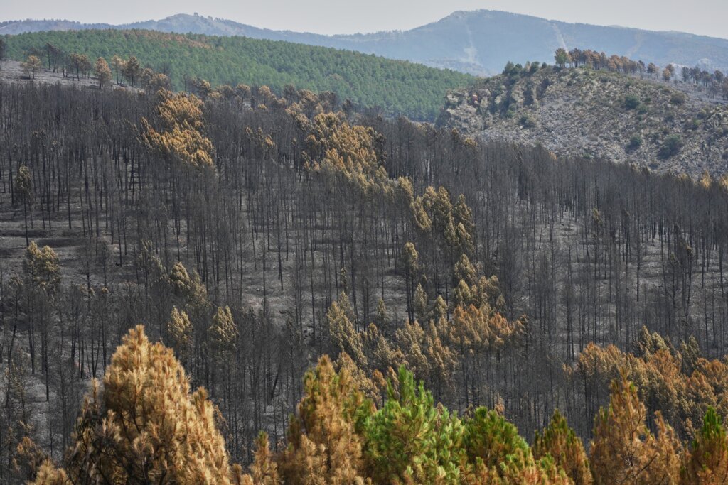 Firefighters battle one of Spain’s biggest-ever wildfires during heat wave across the Mediterranean