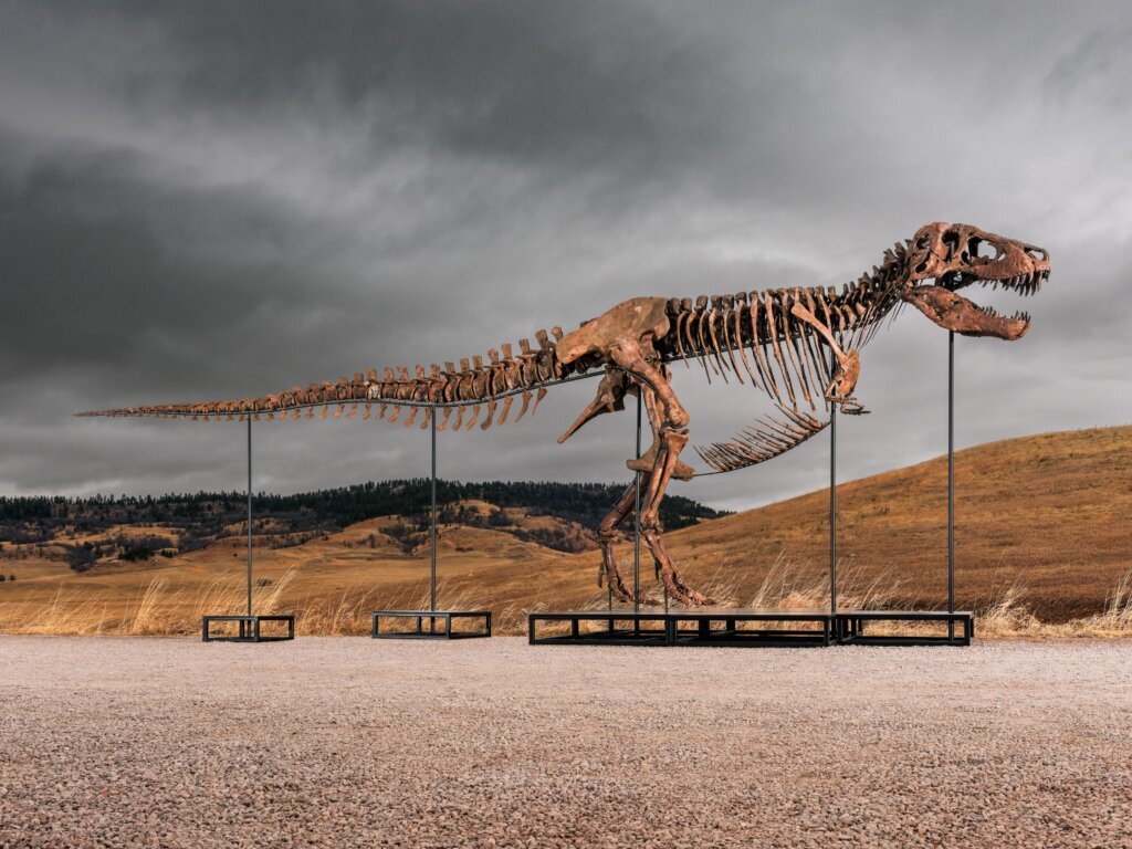 Mystery winner buys T-rex nicknamed ‘Gus’ for a record $50 million at auction