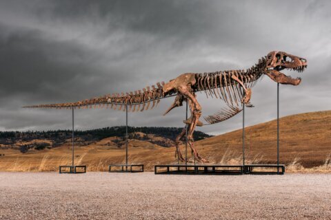 Mystery winner buys T-rex nicknamed ‘Gus’ for a record $50 million at auction