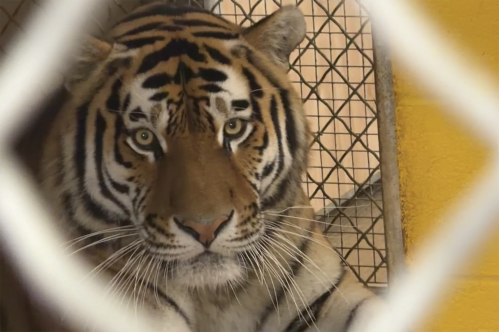 Meet Coba, the National Zoo’s newest tiger