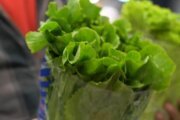 Taylor Farms lettuce sample was false positive for cyclospora, FDA says