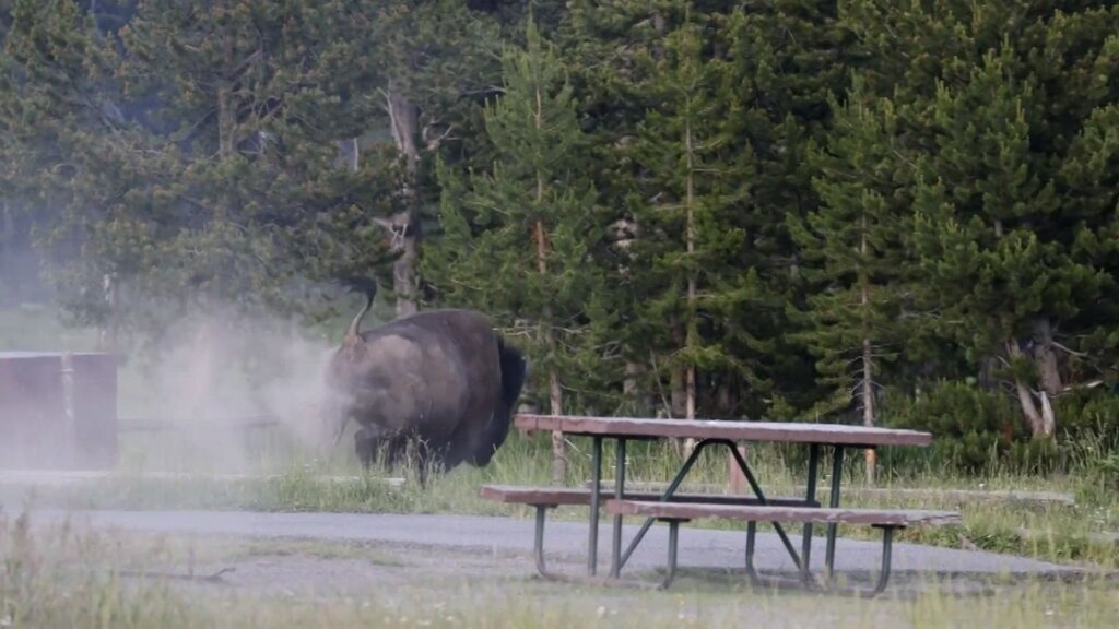 Grandfather recovering from surgery after bison attack at Yellowstone sent him flying