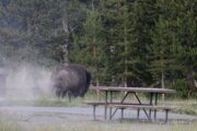 Grandfather recovering from surgery after bison attack at Yellowstone sent him flying