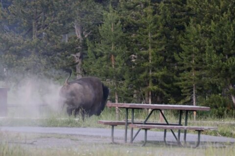 Grandfather recovering from surgery after bison attack at Yellowstone sent him flying