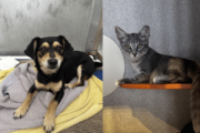 dog and cat