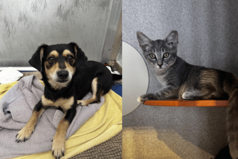 dog and cat