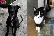 dog and cat