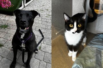 dog and cat