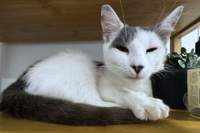 Meet Jersey, a kitty looking for a home with lots of love and toys