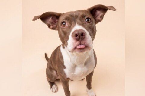Meet Layla, a darling puppy who’s learning to trust
