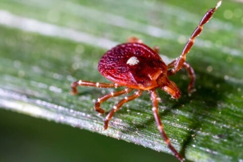 Más personas de lo que se cree corren riesgo de desarrollar alergia a la carne roja