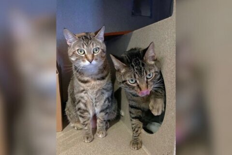 Meet Zack and Zoe, a pair of tabby kittens looking for a warm home
