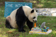 Giant panda Bao Li celebrates 5th Birthday