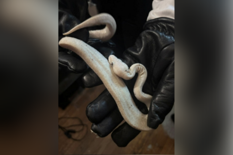 Man hoarding cache of stolen reptiles in Capitol Heights home arrested, police say