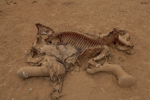 Farmers in Kenya dispute that cyanide poisoning could have killed 16 elephants