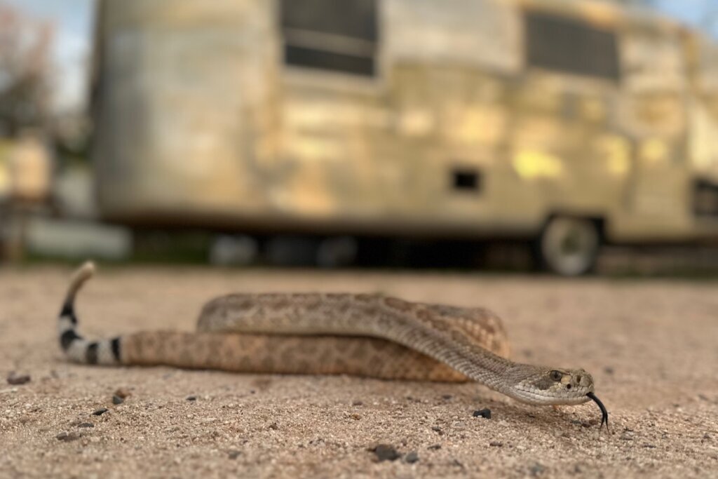 Leave it: Dog trainers help pets avoid venomous snakes