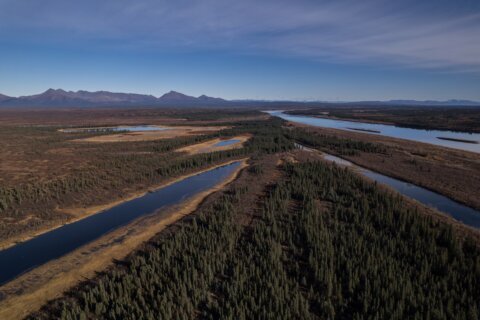 A lush knee-high jungle grows in the Arctic, but warming is changing Earth’s mini-greenhouse