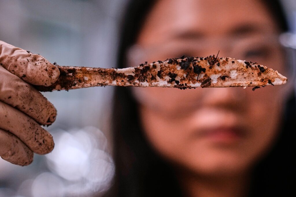 Traditional plastic forks shed harmful microplastics. Plastic created from sugar is an alternative