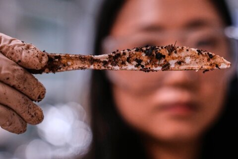 Traditional plastic forks shed harmful microplastics. Plastic created from sugar is an alternative