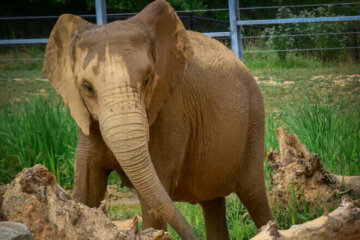 Felix, female elephant
