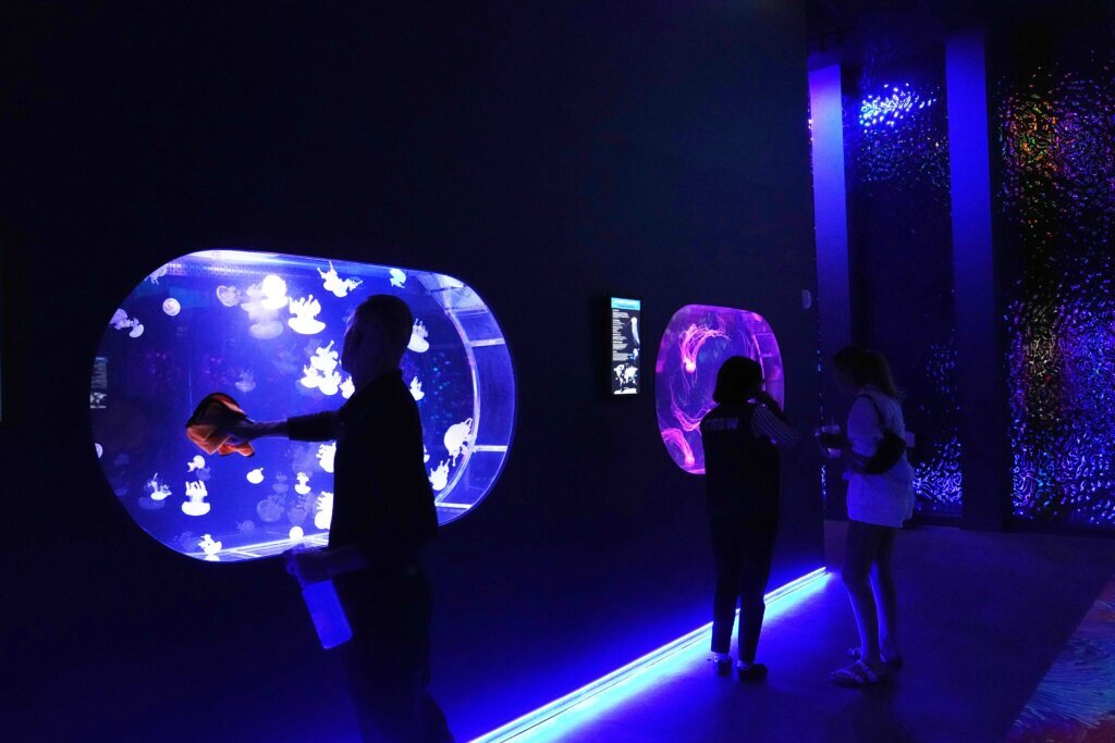Mesmerizing jellyfish take center stage at 1st US museum dedicated solely to the floating predators