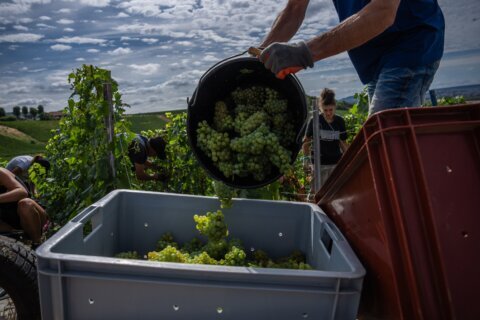 Champagne growers race to preserve quality in record-early harvest