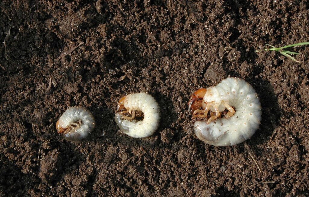 How to test your lawn for grubs and what to do if you find them