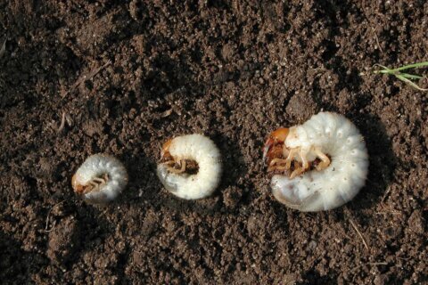 How to test your lawn for grubs and what to do if you find them