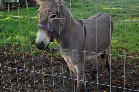 3 injured after donkey jumps into a van, kicking and biting, in northern Germany