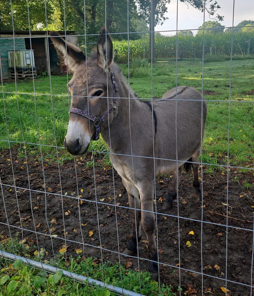 3 injured after donkey jumps into a van, kicking and biting, in northern Germany