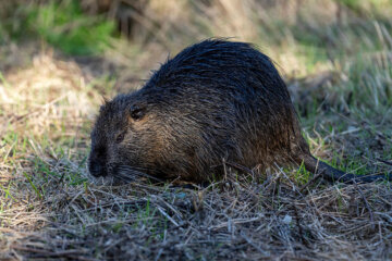 A coypu is pictured at the Ornithological Park of Pont de Gau in Saintes-Maries-de-la-Mer in Camargue, southern France on Janyuary 29, 2026. (Photo by Miguel MEDINA / AFP via Getty Images)
