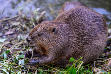 Close-up of wild beaver eating tree branch in natural habitat